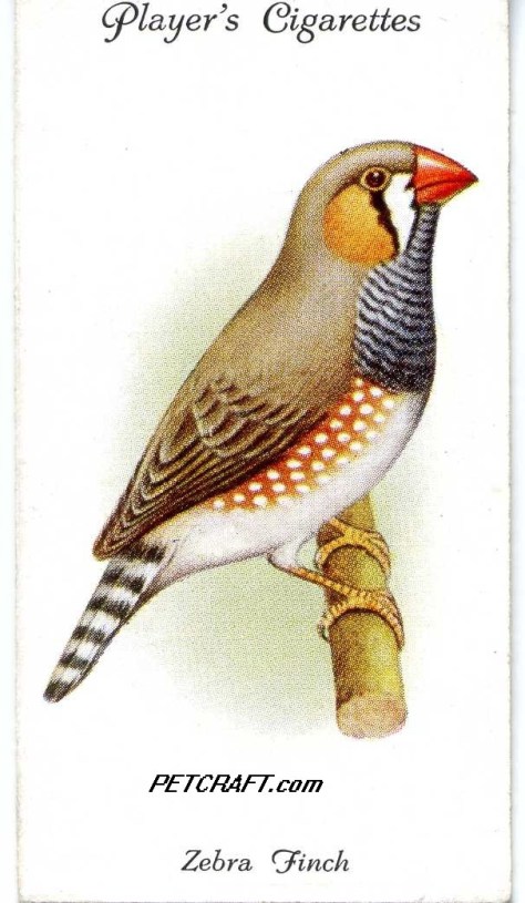 ZEBRA FINCH — AVIARY AND CAGE BIRDS UK CARDS (1933)