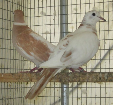 Ringneck Dove hens for sale