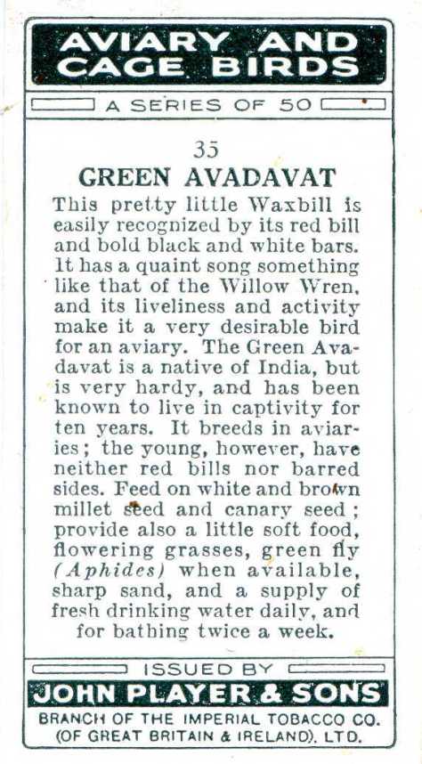 GREEN AVADAVAT— AVIARY AND CAGE BIRDS UK CARDS (1933)