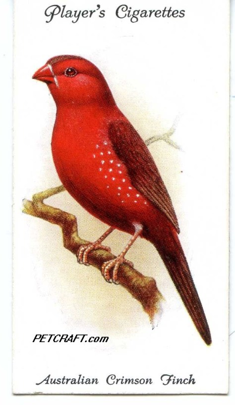 AUSTRALIAN CRIMSON FINCH — AVIARY AND CAGE BIRDS UK CARDS (1933)