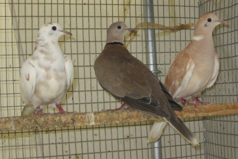 Ringneck Dove hens for sale