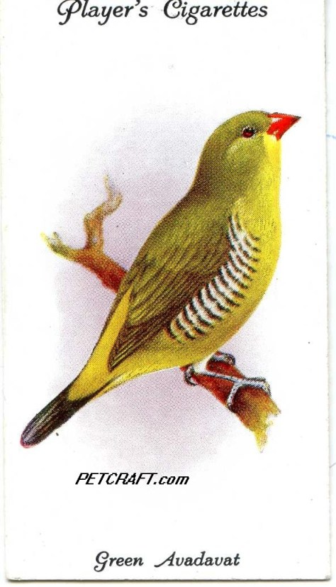 GREEN AVADAVAT— AVIARY AND CAGE BIRDS UK CARDS (1933)