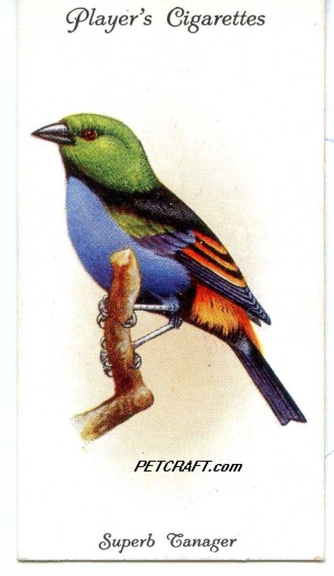 SUPERB TANAGER — AVIARY AND CAGE BIRDS UK CARDS (1933)
