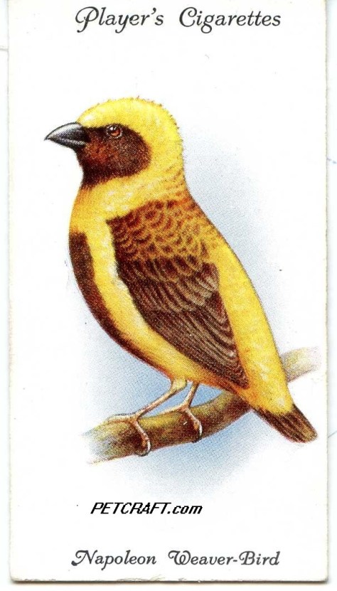 Napoleon Weaver-Bird — AVIARY AND CAGE BIRDS UK CARDS (1933)