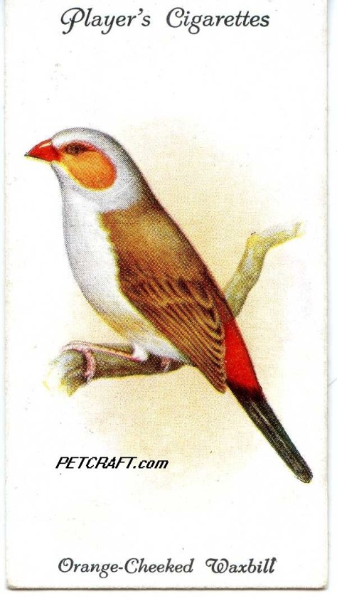 Orange-Cheeked Waxbill — AVIARY AND CAGE BIRDS UK CARDS (1933)