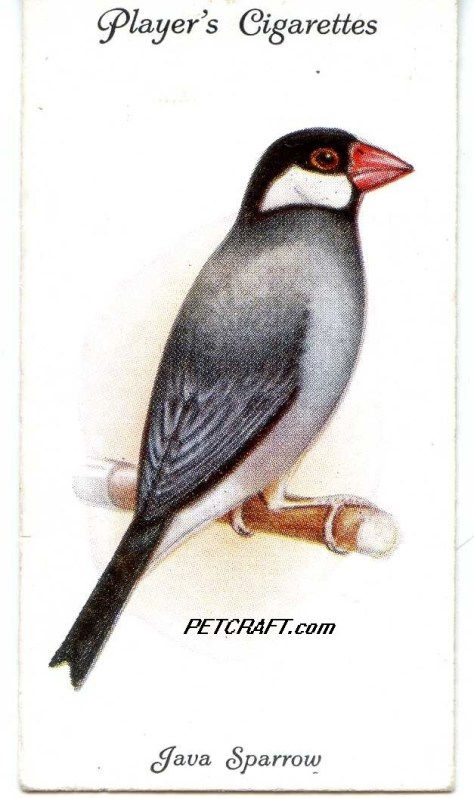 JAVA SPARROW — AVIARY AND CAGE BIRDS UK CARDS (1933)