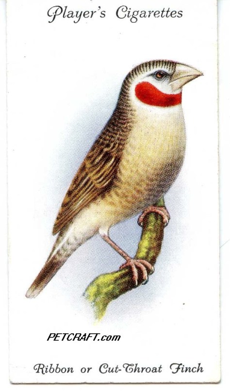 RIBBON OR CUT-THROAT — AVIARY AND CAGE BIRDS UK CARDS (1933)
